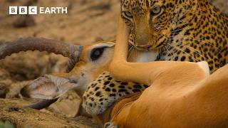 The Most Dramatic Moments from the Natural World | BBC Earth