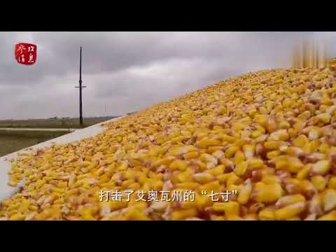贸易战或导致美国猪农损失20亿美元猪头卖不出去只能扔掉