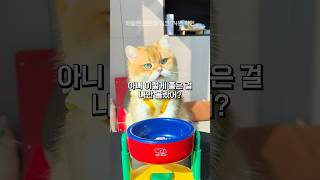 고양이 커뮤니티 품절대란 밥그릇