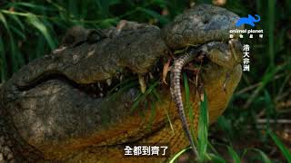 鱷魚出生第一站——媽媽嘴裡！｜動物星球頻道
