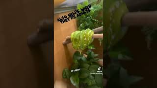 #reptile #pets #petanimals #animal #reels #youtubeshorts #greentreepython #education #funny #python