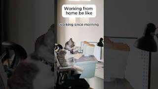 Why does this always happen? 😭😂  #funnycat #catmemes #workfromhome