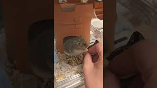 Eating time! #倉鼠 #鼠鼠進食中 #hamster #pets #cute