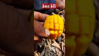 talala famous kesar keri  #trending #newshort #youtubeshorts #new #mengo #