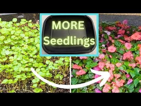 Maximize Seedling Space Under Grow Lights || Budget Gardening