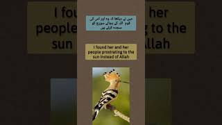 (#1)Unraveling the Mystery of Hoopoe's Flight to Solomon's Kingdom #recitation #birds