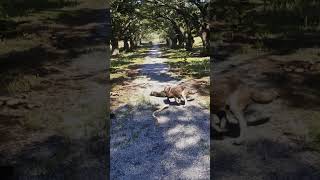 ssential Skills for Thriving in the Wild Ss282 | Snake Saves Man from Hyena Attack in RDR2 #shorts