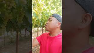 GRAPES FARM |ASTRA FARM FOOD. TABUK, SAUDI ARABIA