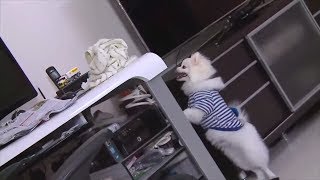 松鼠狗案底厚過電話簿 煉狗術師 Eric Ko 教你「卡身位」教狗 (寵物狗救星 - 超級馴犬師 - EP07-2)