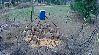 A NOVA MELHOR ARMADILHA DO BRASIL PARA JAVALIS É INACREDITÁVEL