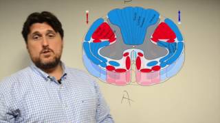 Spinal Cord Syndromes