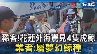 稀客!花蓮外海驚見4隻虎鯨 業者:屬夢幻鯨種｜TVBS新聞 @TVBSNEWS02