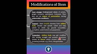 Modifications of Stem Quick Revision | Morphology of Flowering Plants | KVS PGT BIOLOGY