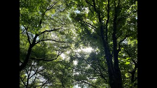 蜩（ひぐらし）賑やかなキャンプ場(^.^)