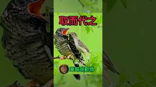 寄生鳥杜鵑，殺人幼子，佔領其巢，取而代之極盡利用⋯ #wildlife #animal #foryou #nature #wildanimals #animals #wild #動物 #華哥説動物