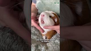 Guinea Pig | Do They Make Great Pets?