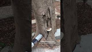 Here’s what we do as #arborists while inspecting high risk trees. #arboriculture #arboristlife