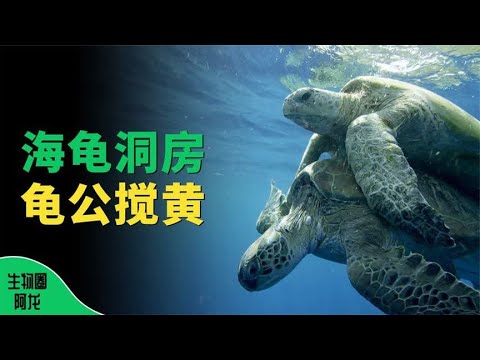 35岁海龟姑娘洞房花烛，却惨遭龟公抢亲，绿海龟上岸产卵落入陷阱