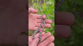 Releasing Anery Cornsnakes in south Florida