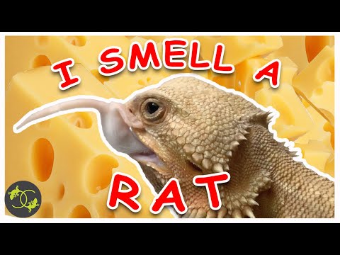 Bearded Dragons Feeding on Pinky Mice and Rats - Cookies Critters - Beardies Eating Rodents - 2020