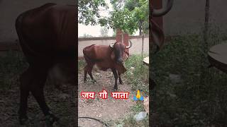 cow shorts | #subscribe #motivation #like #love #cow #ytshorts #holycow #india #iphone #fact #viral