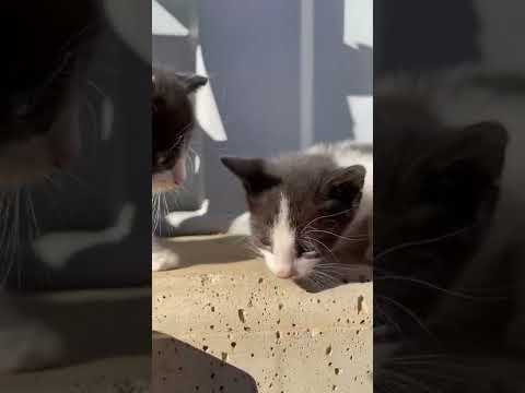Kitties on the loose