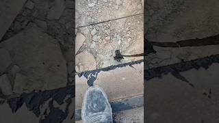 #Geyer #viralvideos #youtube #shortvideos #shortclips #music #machinal #shortfeet #automobile