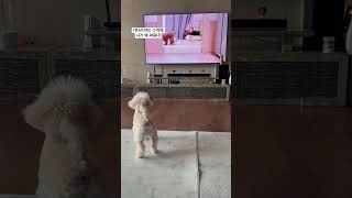 몽자 유튜브 시청하는 강아지