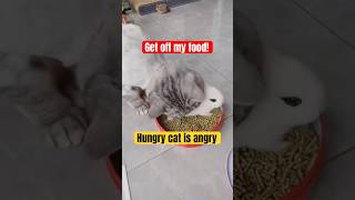 Cats Dominance Defeated By Mirrors!😹 #catvideos #funny #viralcats #viralcatvideo