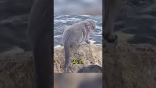 Fishing Master: This Cat's Got Skills! #shorts #catshorts #catlovers #smartcat
