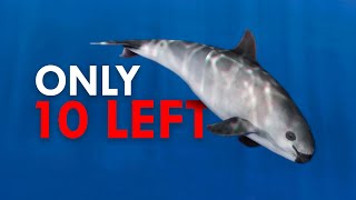 How To Save The The Most Endangered Whale