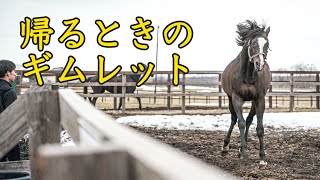 タニノギムレット、今から帰ります｜ヴェルサイユリゾートファーム