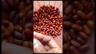 Healthy date fruits 😋 fresh Dates eating #shorts #shortvideo #short