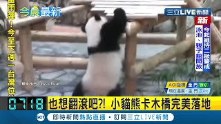 #國際快訊 熊貓也想當單槓選手! 日本動物園小熊貓卡木橋上進退兩難 用手臂勾住木板"完美落地" 網友笑給滿分!│【國際大現場】20210810│三立新聞台