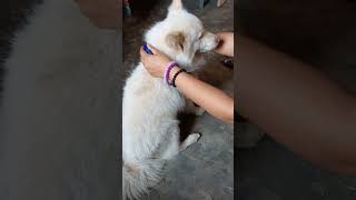 #dogsofinstagram, #doglover, #dogs, #puppy, #dogstagram, #dogoftheday, #doglife, #instadog, #cutedog