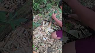 BAMBOO SHOOT #bamboo #nature #shortsfeed #shortvideo #ytshort #ytvideo #fypシ゚viral