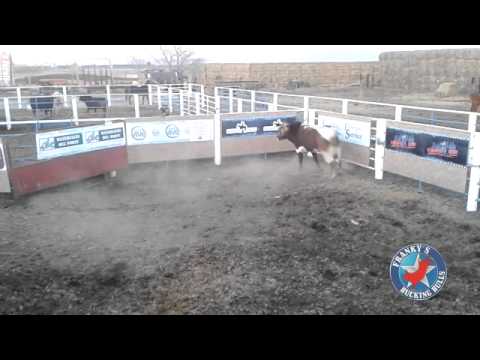 Two year old Bucking Bull
