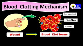 SPM BIOLOGY FORM 4 CHAPTER 10 (10.4) BLOOD CLOTTING MECHANISM  #kssm #igcse