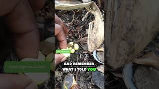 Snail Farming Techniques | Episode 01#farmingtips #snailfarming #sustainableagriculture