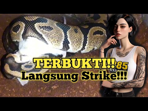 TERBUKTI!! TIPS MENGATASI ULAR YANG MOGOK MAKAN.