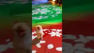 dancing dog