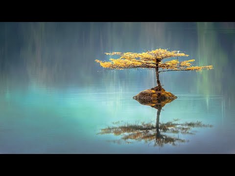 Serenity │Relaxing Ambient Music