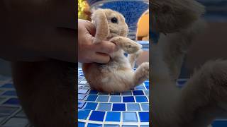 Viral TikTok Bugatti Trend Reactions (Funny Shorts!) #bunny #bugatti #viral #trending #relatable