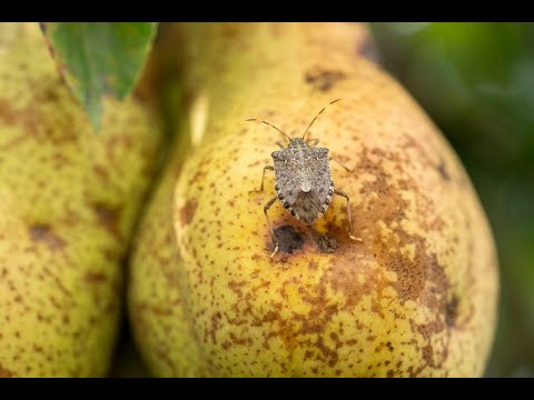 What if genomics could protect New Zealand from invasive species? | RNZ