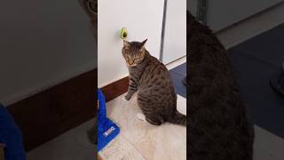 Catnip Time!  Let the Licking Begin 🥑