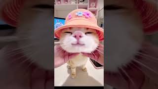 cute cat #cat #cute #kitten #kitty #kenjzipetualang