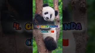 top 10 national animals of different countries ! #shorts #animalfacts #animals #nationalanimal