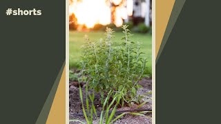 The best way to plant a perennial #shorts