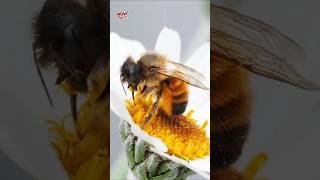 The Disturbing Truth About Bees #shorts #didyouknow #bee #animals #wowfact #education