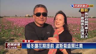 暖冬亂花序 嘉義太保波斯菊盛開5成－民視新聞